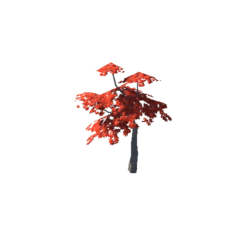 Maple Tree Red Young 05